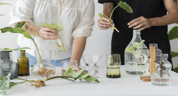 Curso de naturoparia en Madrid